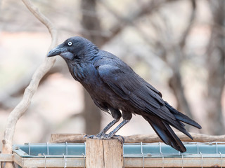 Australian Raven (Corvus coronoides) race "coronoides"
