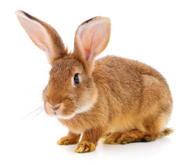 Brown rabbit on white.