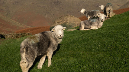 Obraz premium Herdwick Mountain Sheep