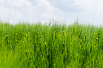 Grünes Weizenfeld vor Himmel