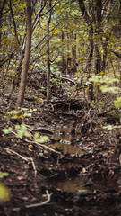 Forest creek on a sunny September afternoon