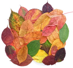 autumn leaves isolated on white background
