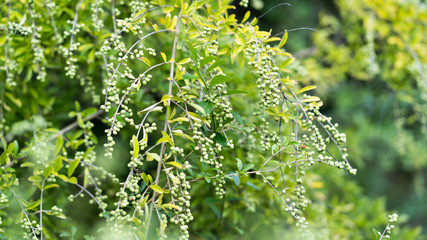 Green berries on the branches of a forest tree on a sunny September day