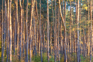 Tall pine trees in the forest at sunset time