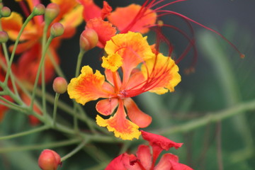 Orange flower in garden