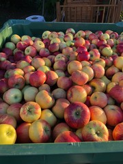 mela mele raccolta mele cassa mele cassone mele 