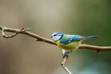 Mésange bleue