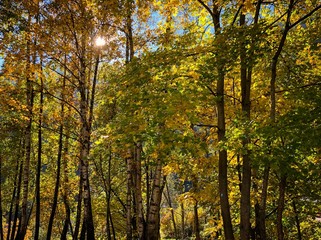 alber foglie autunno colori autunnali autunno albero foglia bosco foresta