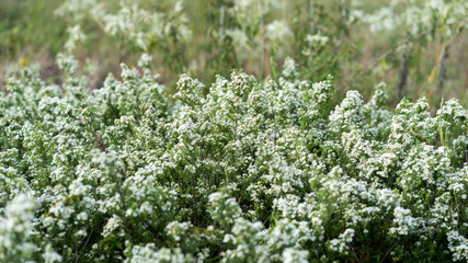 A field with white flowers on a sunny September day
