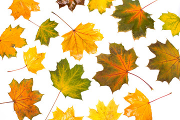 Set of isolated autumn leaves, Collection of autumn leaves on white background, Autumn background