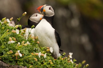 Puffins - Skellig Michael Island, Co. Kerry, Ireland
