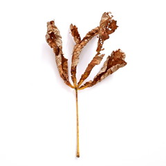 dried leaves on white background