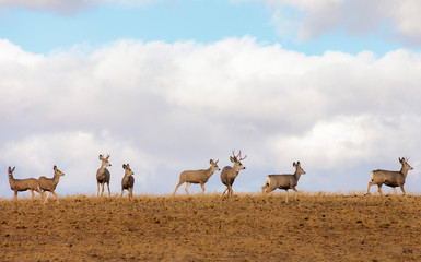 Mule deer in a field