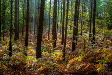 sous bois avec des arbres aux couleurs passées de l'automne