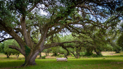 Fototapeta premium The Big Oak