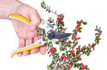 Cotoneaster horizontalis plant with ripe red berries with garden pruner