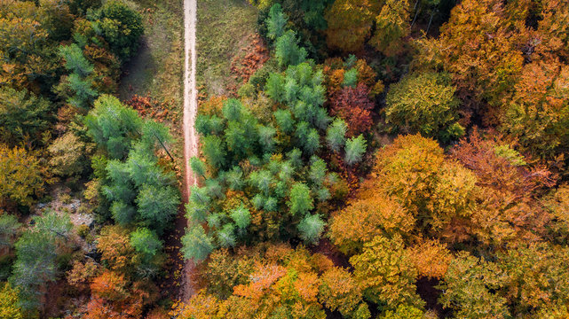 vue aérienne au dessus d'une forêt aux couleurs d'automne avec un chemin