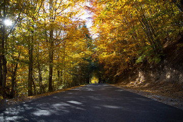 A road among the trees and the wonderful colors of autumn