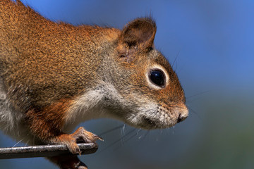 Écureuil Roux, Squirrel Amérique du Nord, Sherbrooke, Québec Canada