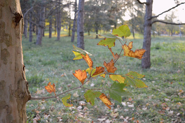 Colorful autumn colors on a branch in the city Park.
