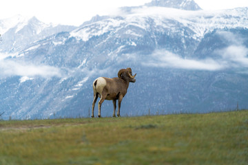 Rocky Mountain Sheep stand on the edge of a precipice