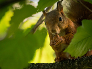 Eichhörchen futtert eine Eichel