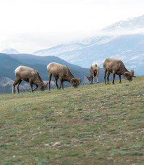 Rocky Mountain Sheep stand on the edge of a precipice eating dinner