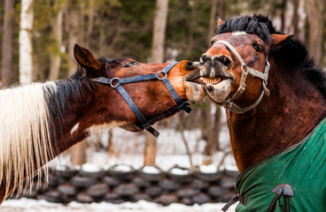  stallions play, stallions fight
