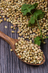 Coriander seeds, fresh coriander and powdered coriander