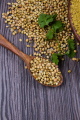 Coriander seeds, fresh coriander and powdered coriander