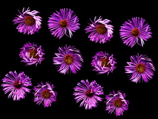 Bright flowers on a black background