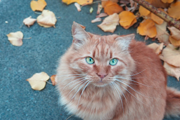 Red cat among autumn leaves. Candid.