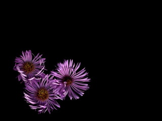 Fototapeta premium Bright flowers on a black background