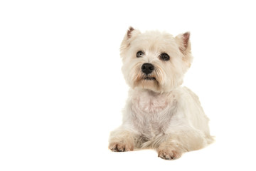 West highland white terrier or westie dog lying down looking up seen from the front isolated on a white background