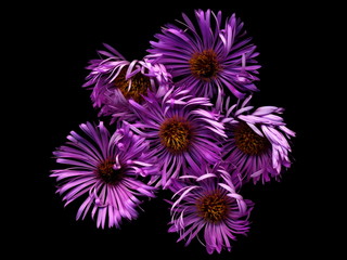 Bright flowers on a black background