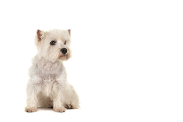 West highland white terrier or westie dog sitting looking to the right isolated on a white background