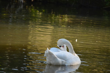 white swan (Cygnini) swims in a lake during autumn, graceful bird near to the shore