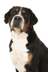 Portrait of a great swiss mountain dog on a white background with mouth closed