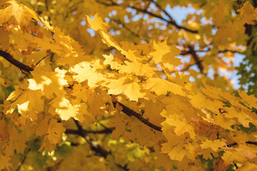Red and Orange Autumn Leaves Background	