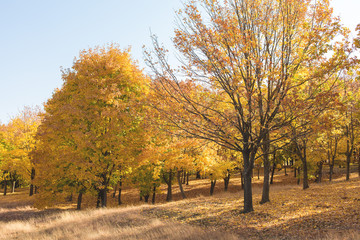 Red and Orange Autumn Leaves Background	