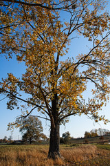 herbstlicher Baum