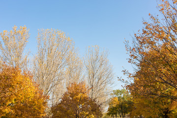 Red and Orange Autumn Leaves Background	