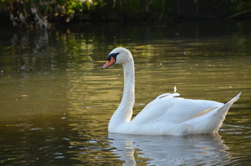 white swan (Cygnini) in water during autumn, graceful bird with white feathers in water near to the shore