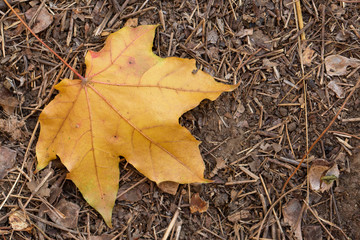 Red and Orange Autumn Leaves Background, Autumn maple leaves carpet