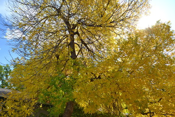 yellow tree