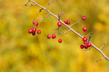 Hawthorn on a bush in autumn on blurred yellow background