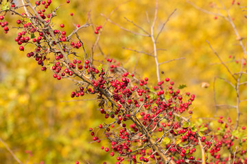 Hawthorn on a bush in autumn on blurred yellow background