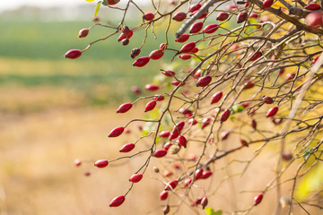 Sprig of wild rose in autumn