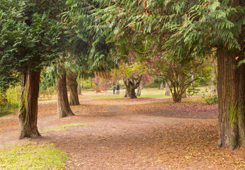 Autumn evergreens with lots of leaves on a winding path.