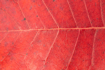 Red and Orange Autumn Leaves Background, Golden autumn in warm colors	